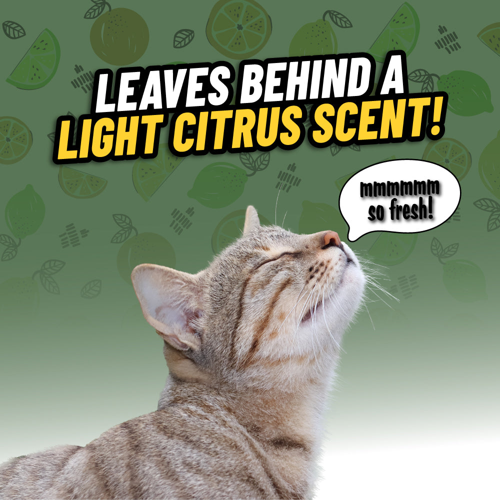 chemical-guys-ghosted-d-sodorisant-auto-anti-odeur-animale-946-ml image 4